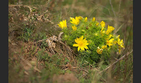 Frühlings-Adonisröschen (Adonis vernalis)