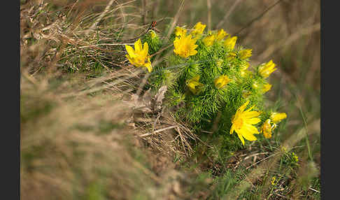 Frühlings-Adonisröschen (Adonis vernalis)