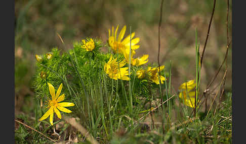 Frühlings-Adonisröschen (Adonis vernalis)