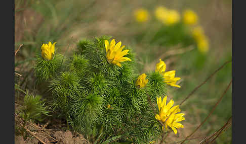 Frühlings-Adonisröschen (Adonis vernalis)