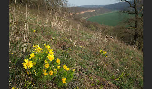 Frühlings-Adonisröschen (Adonis vernalis)