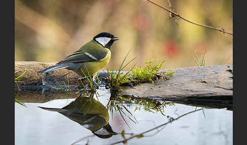 Kohlmeise (Parus major)