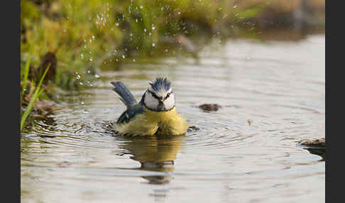 Blaumeise (Parus caeruleus)