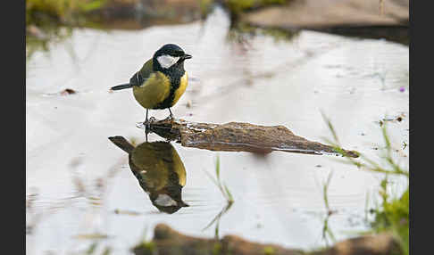 Kohlmeise (Parus major)