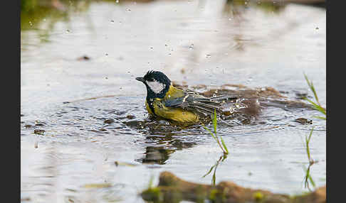 Kohlmeise (Parus major)