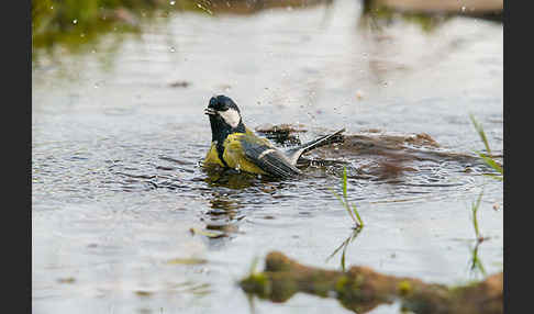 Kohlmeise (Parus major)