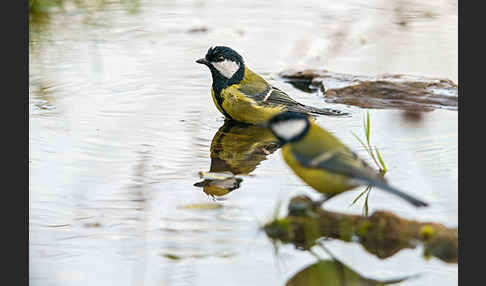 Kohlmeise (Parus major)