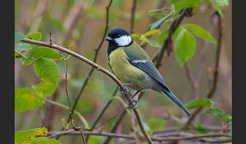 Kohlmeise (Parus major)