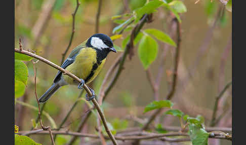 Kohlmeise (Parus major)