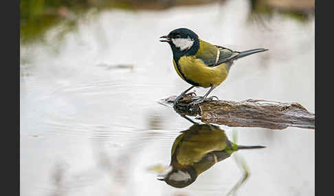 Kohlmeise (Parus major)