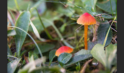 Bitterer Saftling (Hygrocybe mucronella)