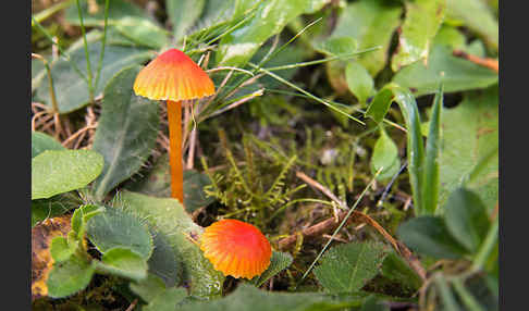 Bitterer Saftling (Hygrocybe mucronella)