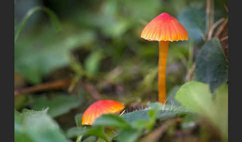 Bitterer Saftling (Hygrocybe mucronella)