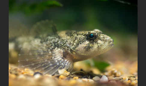 Westgroppe (Cottus gobio)