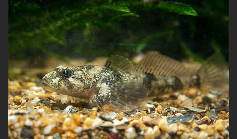 Westgroppe (Cottus gobio)