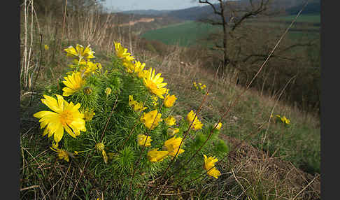 Frühlings-Adonisröschen (Adonis vernalis)