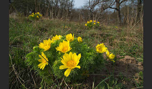 Frühlings-Adonisröschen (Adonis vernalis)