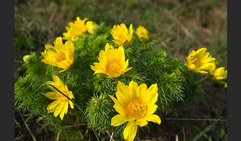 Frühlings-Adonisröschen (Adonis vernalis)