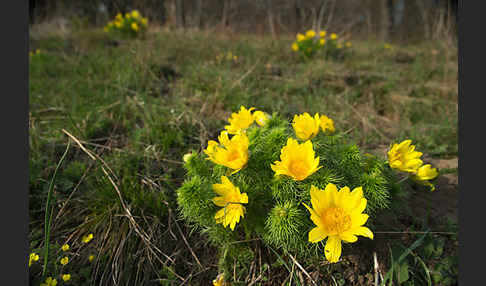 Frühlings-Adonisröschen (Adonis vernalis)