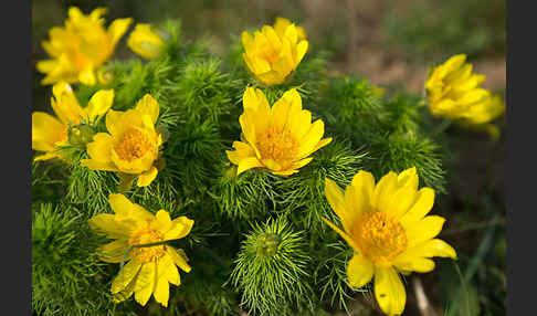 Frühlings-Adonisröschen (Adonis vernalis)