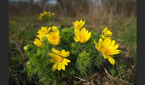 Frühlings-Adonisröschen (Adonis vernalis)