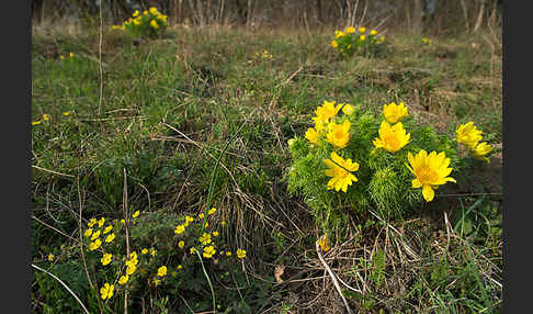 Frühlings-Adonisröschen (Adonis vernalis)