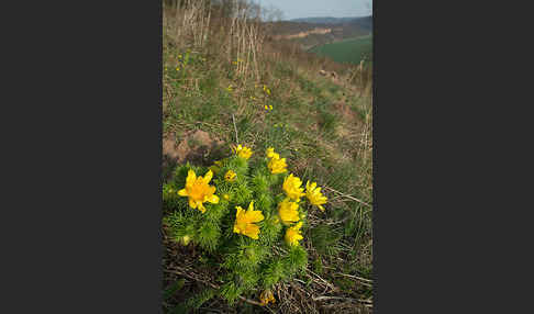 Frühlings-Adonisröschen (Adonis vernalis)