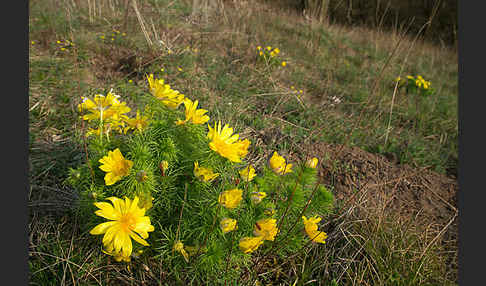 Frühlings-Adonisröschen (Adonis vernalis)