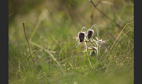 Wiesen-Kuhschelle (Pulsatilla pratensis)