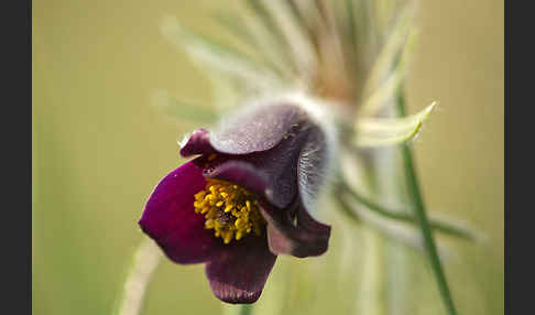 Wiesen-Kuhschelle (Pulsatilla pratensis)