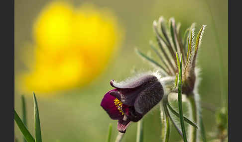 Wiesen-Kuhschelle (Pulsatilla pratensis)