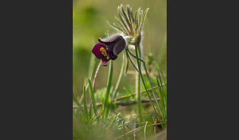 Wiesen-Kuhschelle (Pulsatilla pratensis)