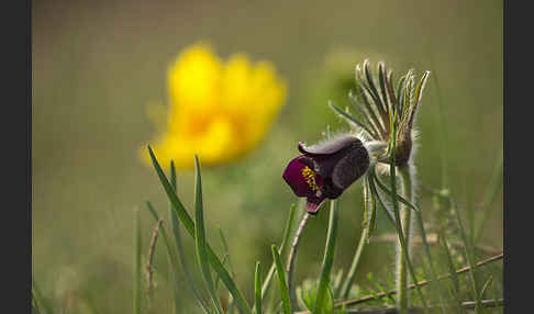 Wiesen-Kuhschelle (Pulsatilla pratensis)