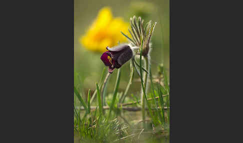 Wiesen-Kuhschelle (Pulsatilla pratensis)