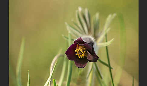 Wiesen-Kuhschelle (Pulsatilla pratensis)