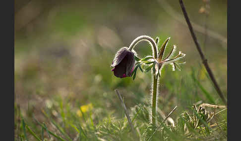 Wiesen-Kuhschelle (Pulsatilla pratensis)