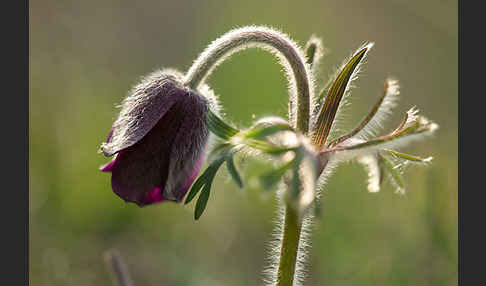 Wiesen-Kuhschelle (Pulsatilla pratensis)