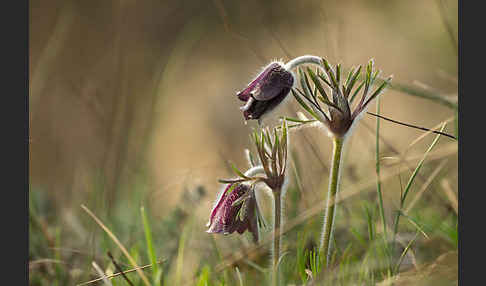 Wiesen-Kuhschelle (Pulsatilla pratensis)