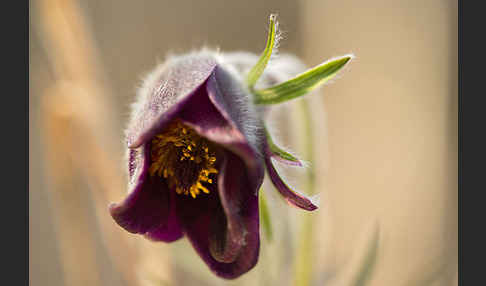 Wiesen-Kuhschelle (Pulsatilla pratensis)