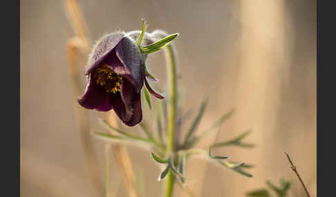 Wiesen-Kuhschelle (Pulsatilla pratensis)