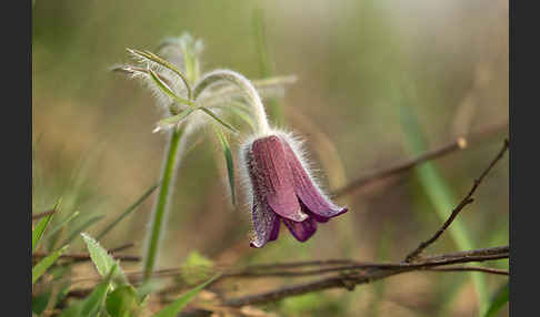 Wiesen-Kuhschelle (Pulsatilla pratensis)