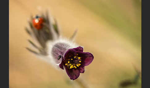 Wiesen-Kuhschelle (Pulsatilla pratensis)