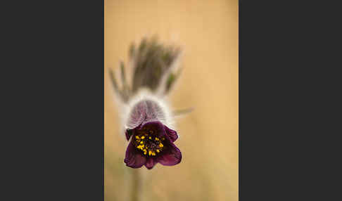 Wiesen-Kuhschelle (Pulsatilla pratensis)