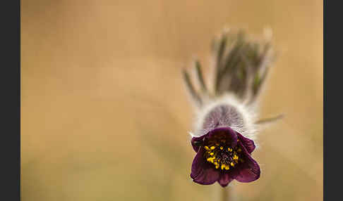 Wiesen-Kuhschelle (Pulsatilla pratensis)