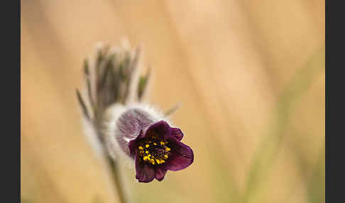 Wiesen-Kuhschelle (Pulsatilla pratensis)