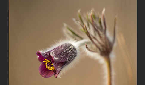 Wiesen-Kuhschelle (Pulsatilla pratensis)