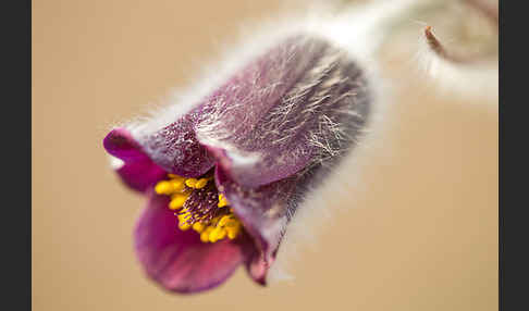 Wiesen-Kuhschelle (Pulsatilla pratensis)