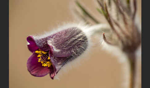 Wiesen-Kuhschelle (Pulsatilla pratensis)