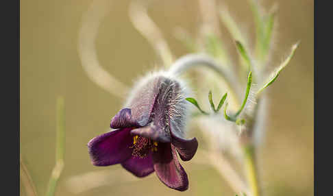 Wiesen-Kuhschelle (Pulsatilla pratensis)