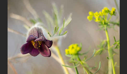 Wiesen-Kuhschelle (Pulsatilla pratensis)